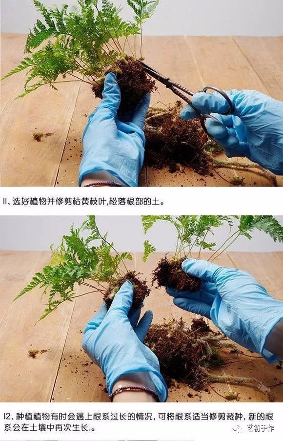 微景观制作步骤|苔藓|景观|假根_新浪新闻