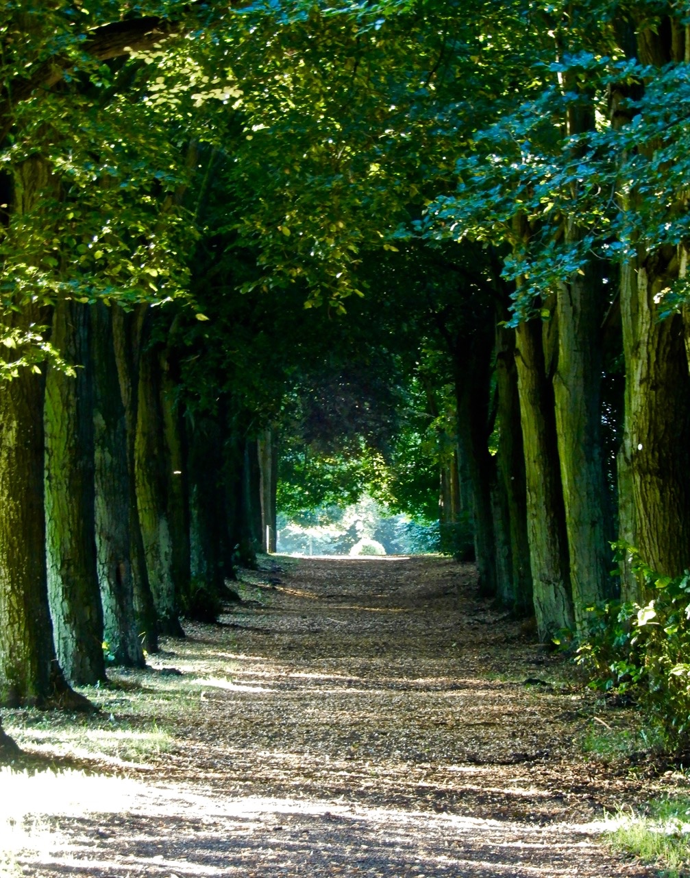 欧游记| 夏天到德国乡村去!住古堡看奶牛,逛森林看麦田_新浪看点