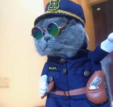 猫咪变身黑猫警长,全身警察服装,特别霸气可爱