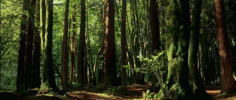 大范围长时间高温天气肆虐 这里却微风不燥清凉正好|西山森林公园