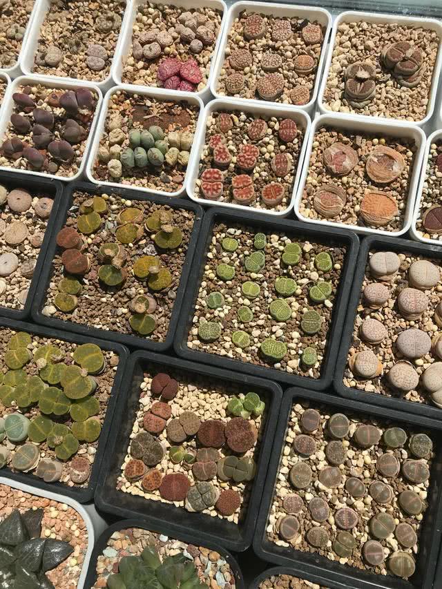 频繁起鸡皮疙瘩怎么了(频繁起鸡皮疙瘩怎么了回事) 频繁起鸡皮疙瘩怎么了(频繁起鸡皮疙瘩怎么了回事)