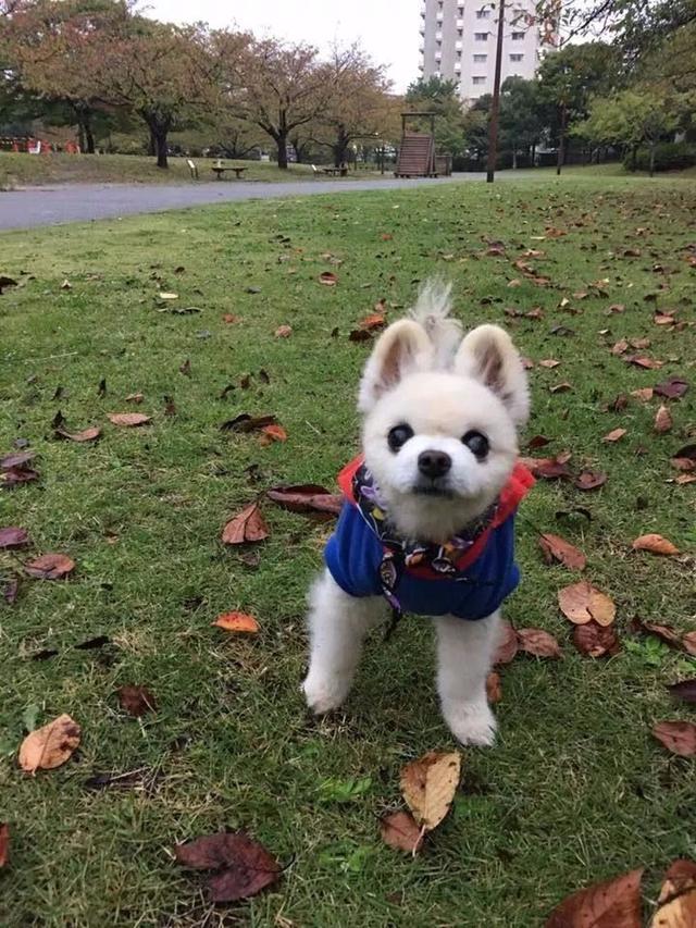 网红博美俊介昨日去世有多少人用过它的表情包