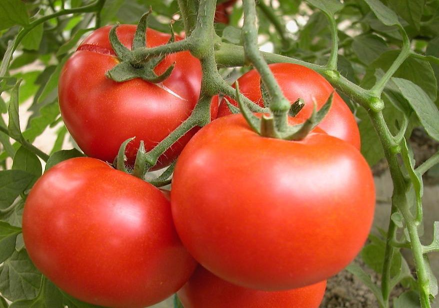 西红柿, 圣女果是蔬菜还是水果?