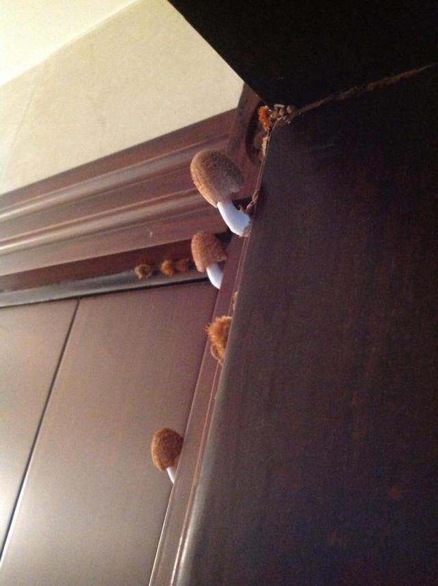 出了一趟远门,回来发现家里长满蘑菇,进门我就愣了