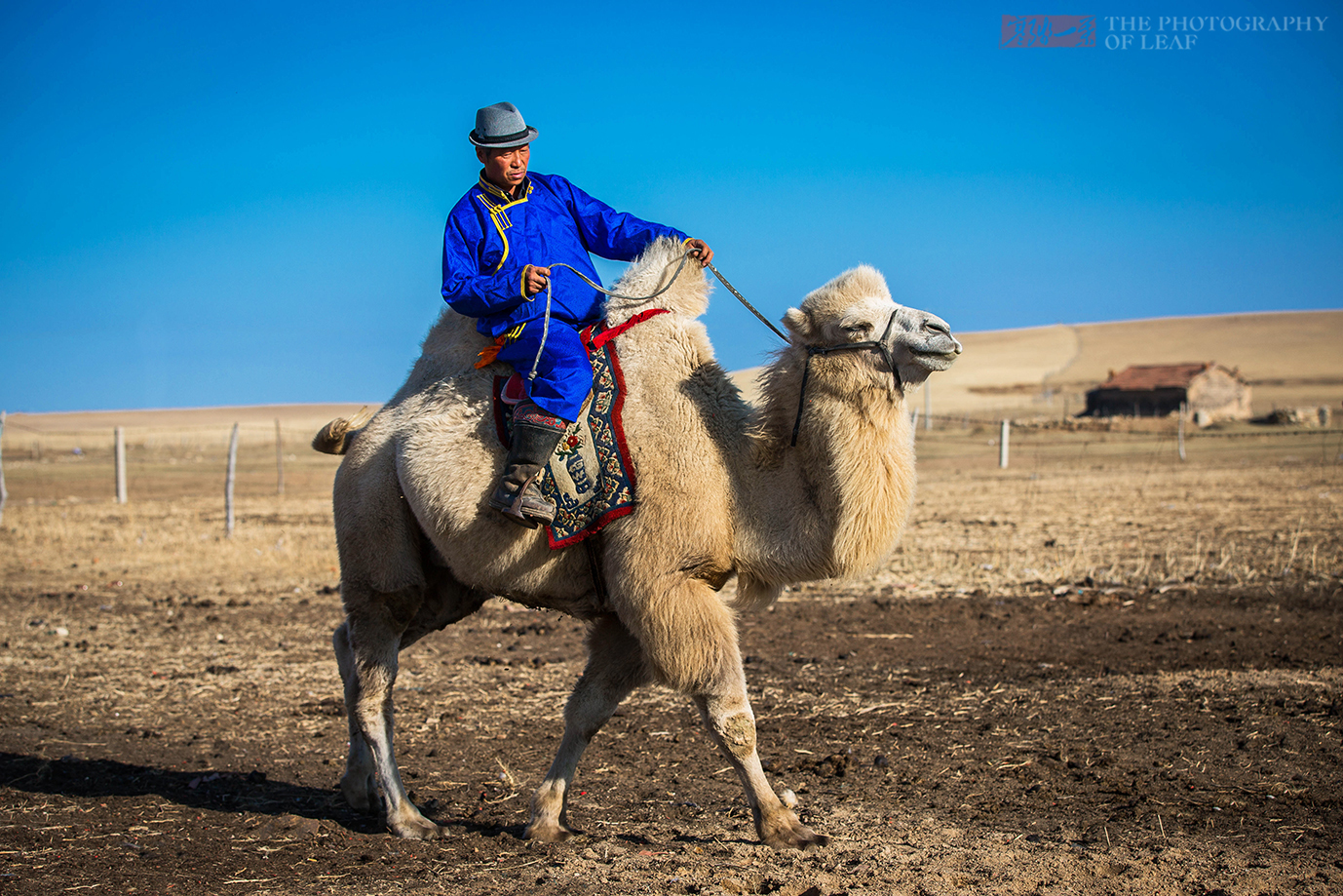 这才是真实的草原牧民,虽然生活过得很简单,却都是百万富翁