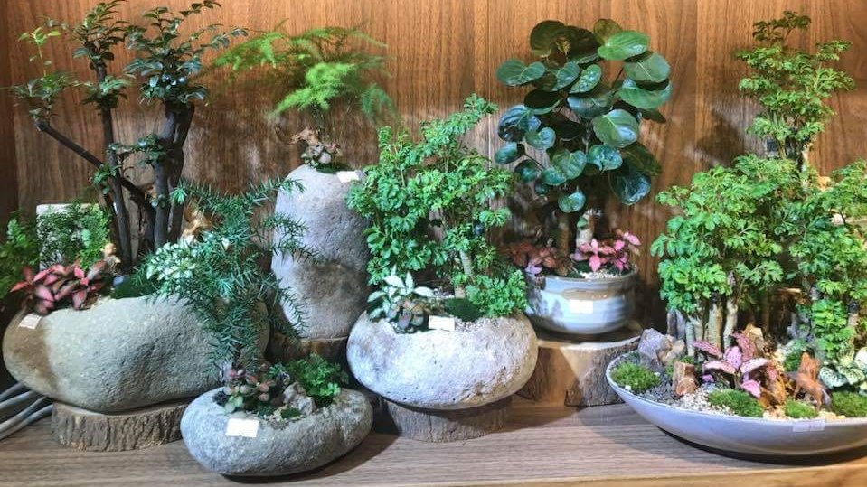 微景观制作步骤|苔藓|景观|假根_新浪新闻
