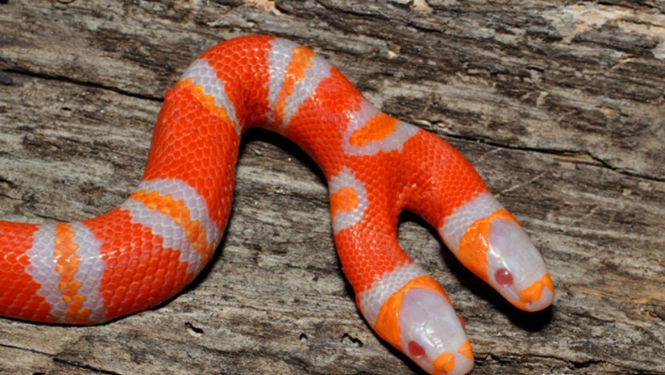 一条蛇有两个头见过么