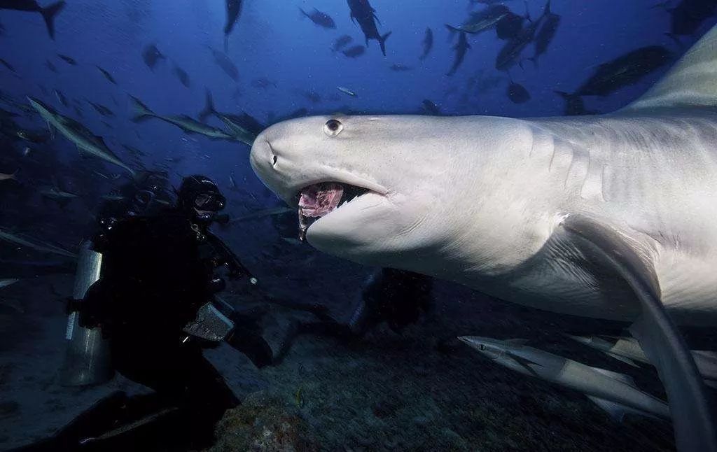 基督山伯爵现世,天生复仇者鼬鲨