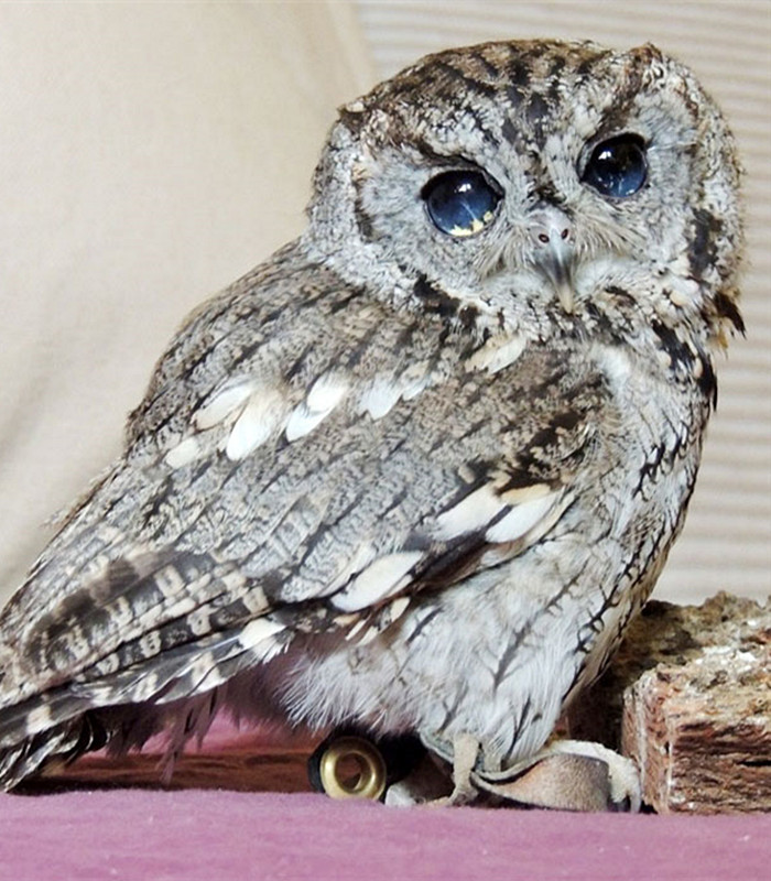 瞎眼的猫头鹰它的眼睛隐藏着万千的宇宙犹如亲临太空