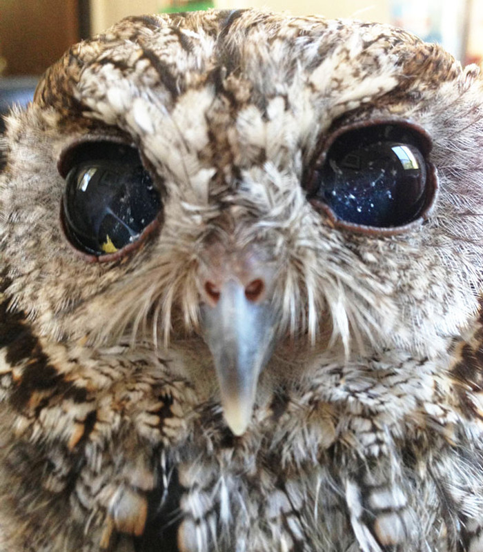 瞎眼的猫头鹰它的眼睛隐藏着万千的宇宙犹如亲临太空