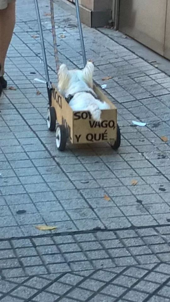 主人自制推车拉狗子散步,本来很感动,可得知原因后笑疯了!