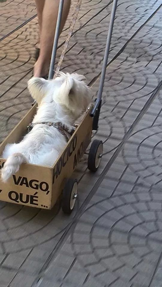 主人自制推车拉狗子散步,本来很感动,可得知原因后笑疯了!