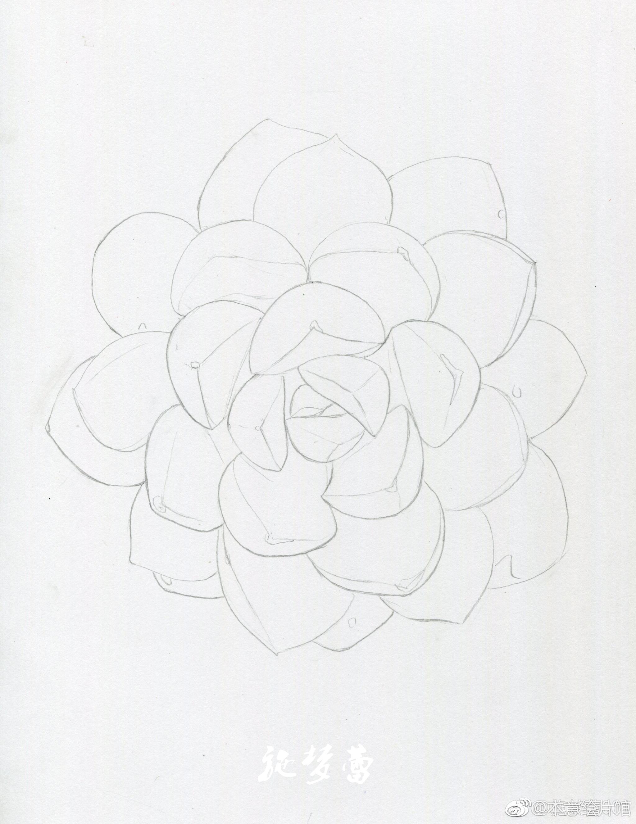 一组多肉过程图~彩铅画的也好可爱 | 绘画