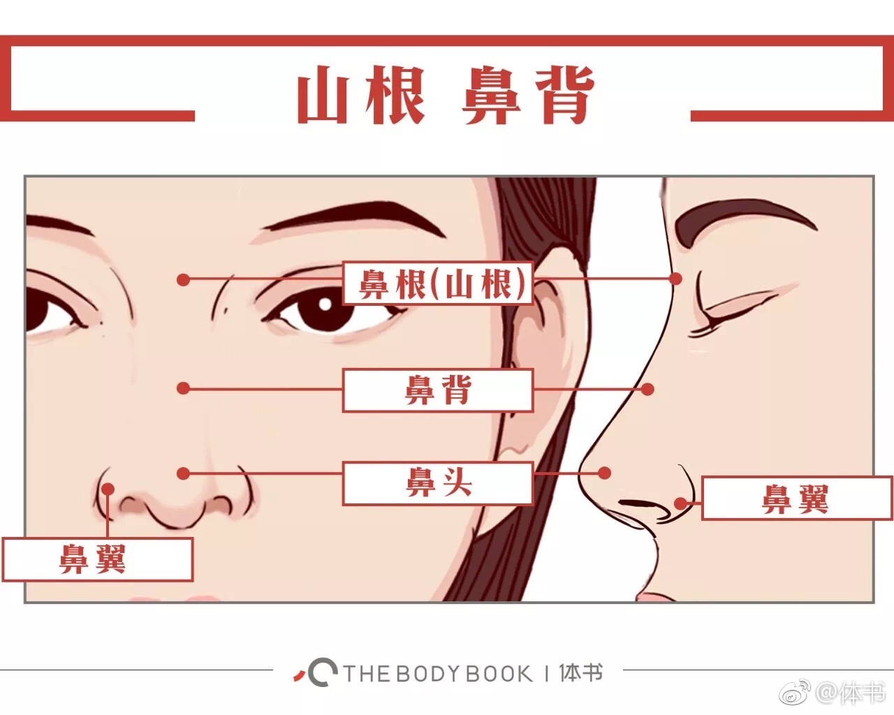 医生们经常说的这些鼻部名称,你都知道吗?