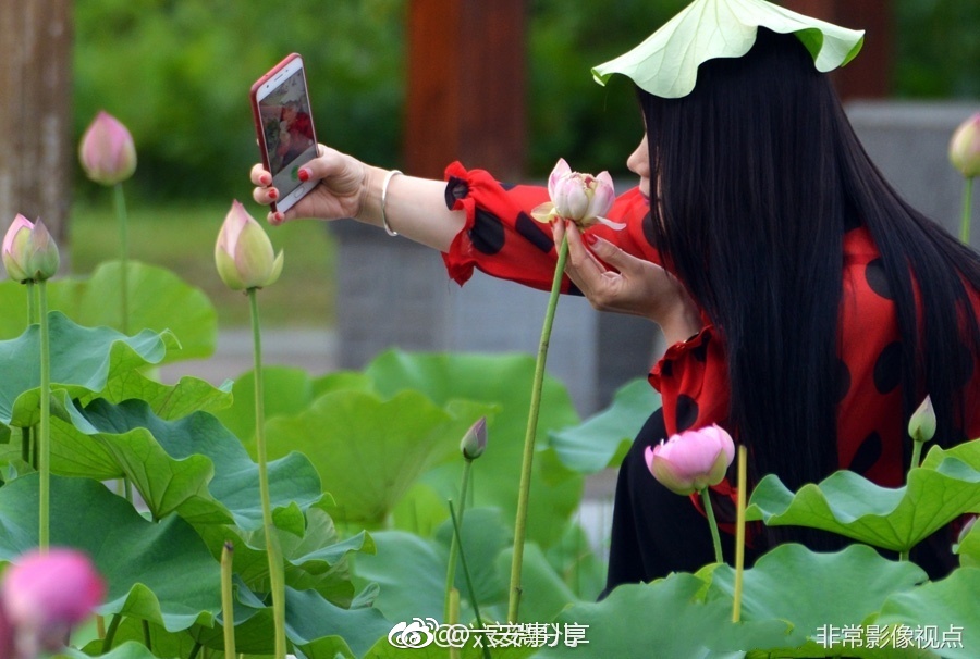 素质呢?六安一公园内,游客摘下荷叶顶在头上拍照![微笑]