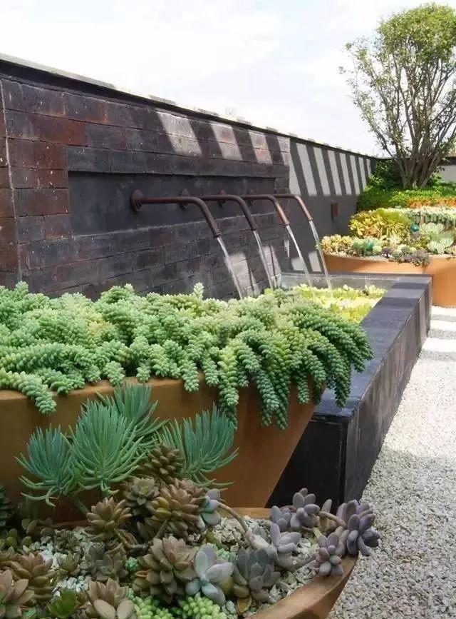 美爆了这可能是最全的多肉植物庭院景观让你心动不止一万次