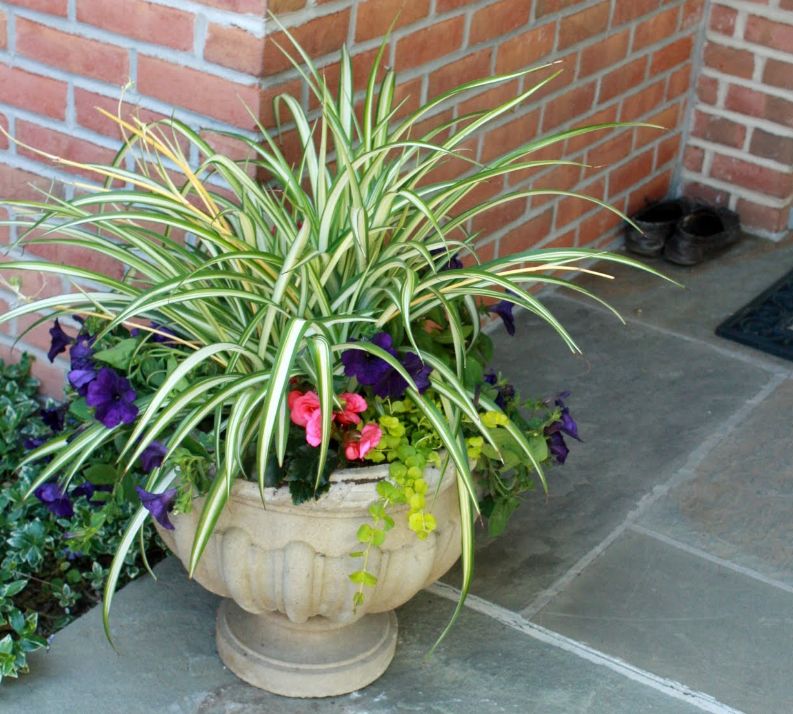 不用怎么管理的花卉|植物|千年木|盆栽_新浪新闻