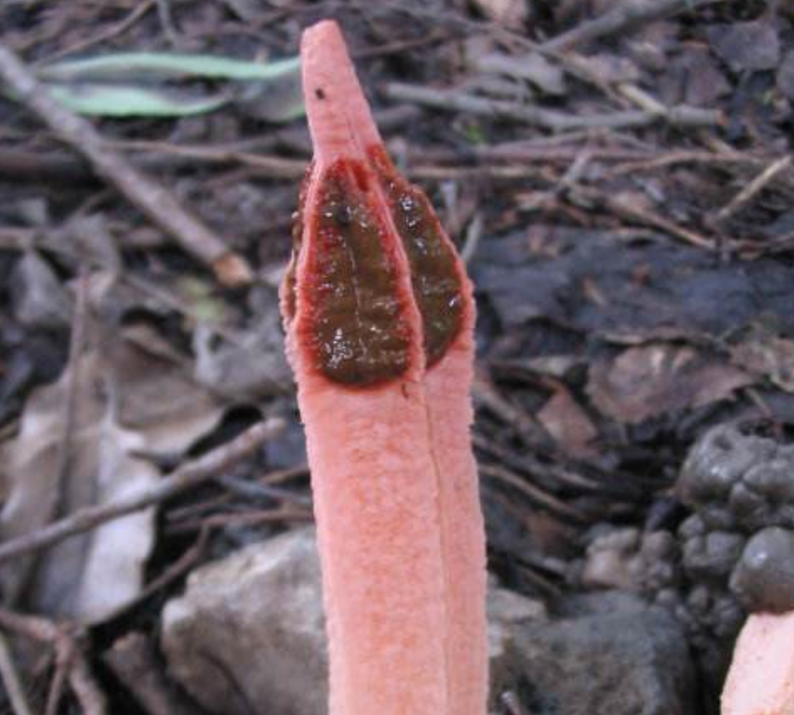 这种菌叫红鬼笔,也有人叫鸡屎菌,学名又叫深红鬼笔.