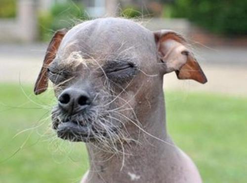 全世界长得最丑15只小狗,再丑也是主人的心肝宝贝儿