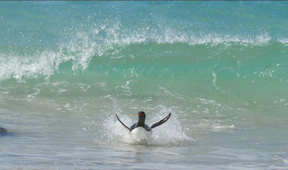 企鹅竟是冲浪高手, 在海浪中乘风破浪酷毙了