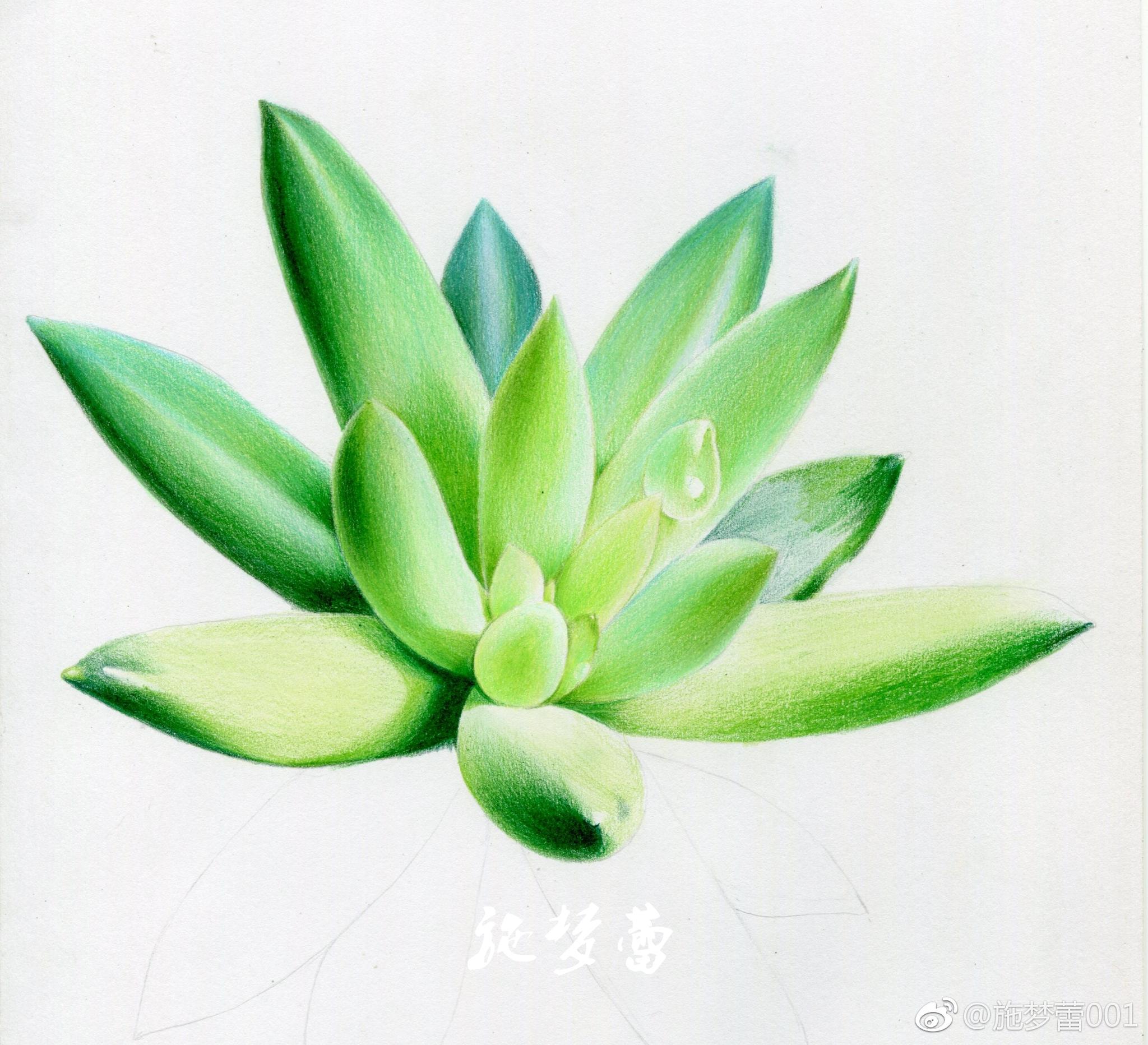 多肉千佛手笔霹雳马纸飞乐鸟彩铅纸16开投稿