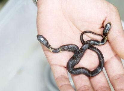 园内双头眼镜蛇出生, 不满对方闹脾气一言不合就开撕