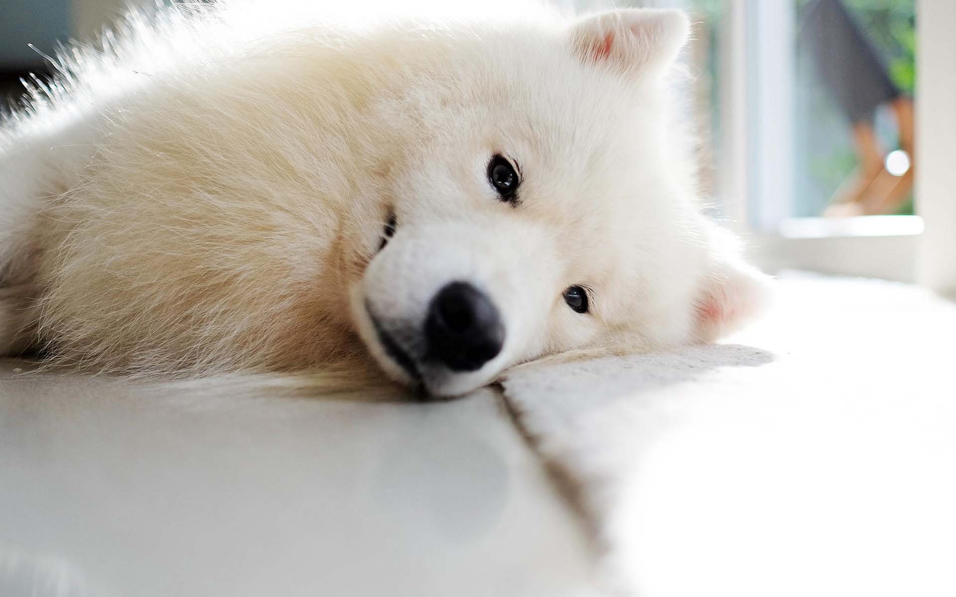 路上被小奶狗绊了一跤,小奶狗看着很可怜,实在不忍心带它回了家