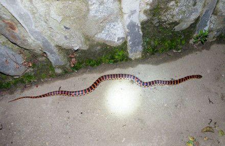 上海宝杨码头惊现百余条火赤炼毒蛇