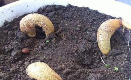 榴莲核怎么种出盆栽