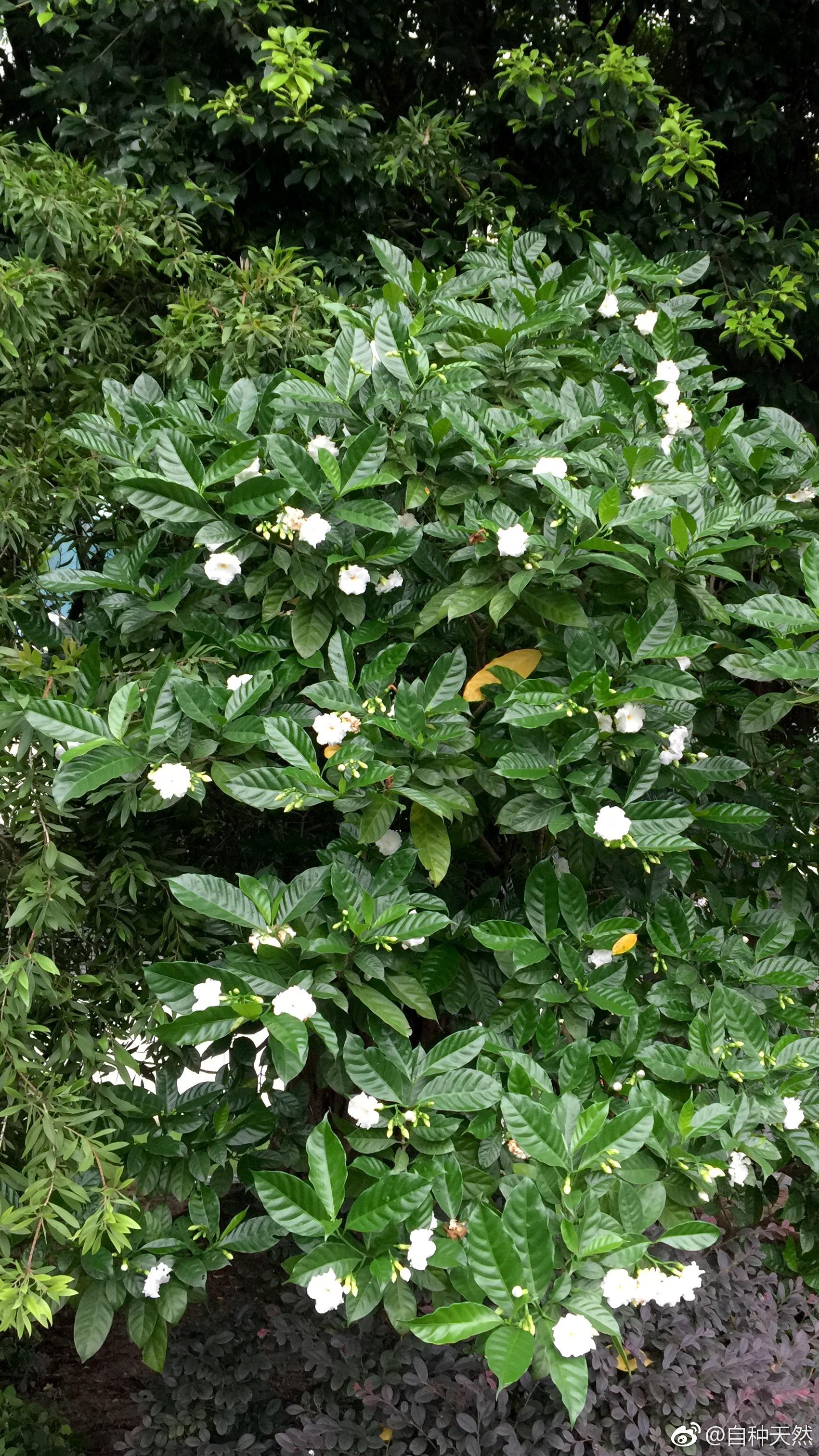 挺喜欢狗牙花,叶美花雅型靓.不少人认为这名字给起砸了