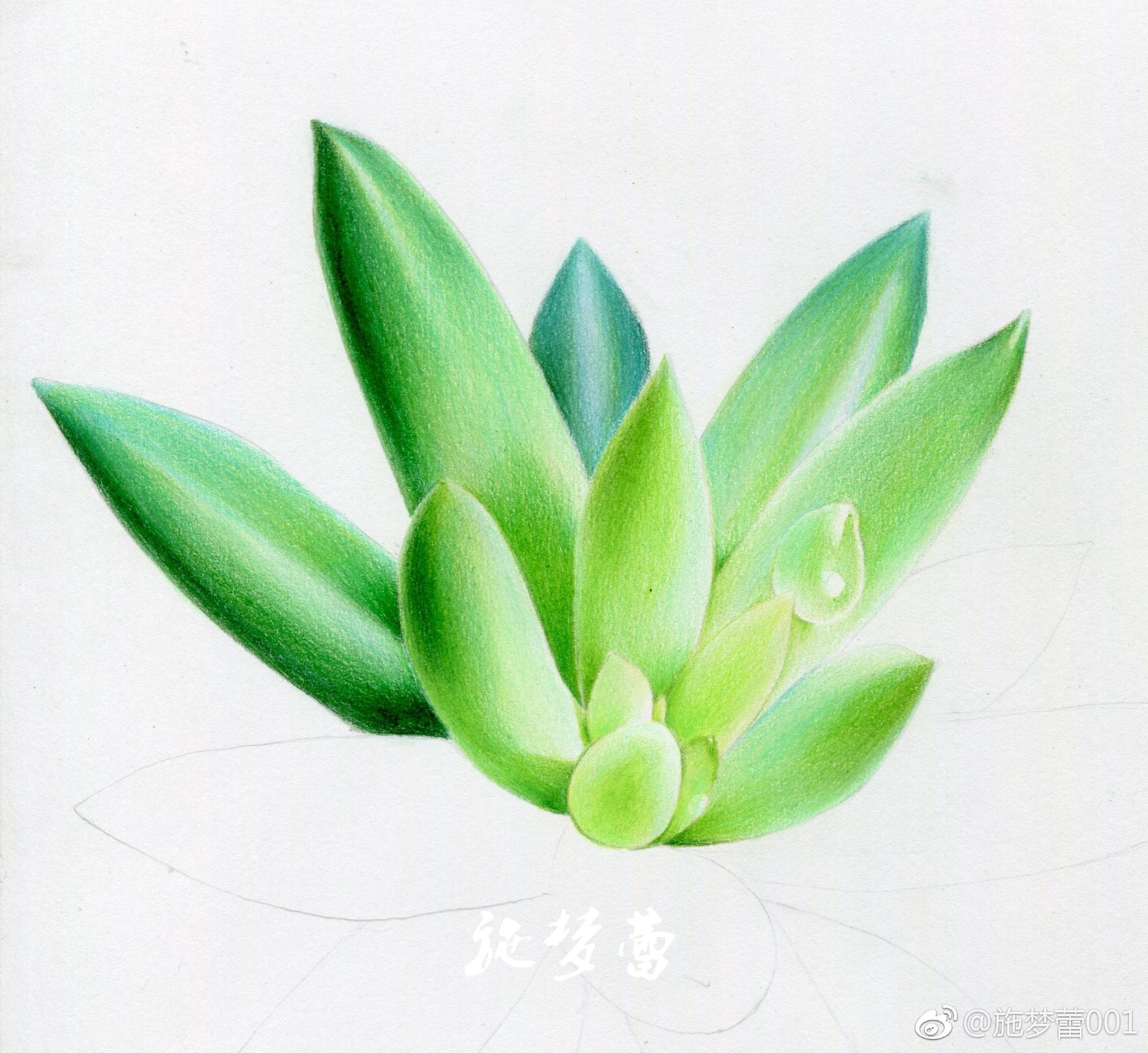 多肉～千佛手笔:霹雳马纸:飞乐鸟彩铅纸16开投稿