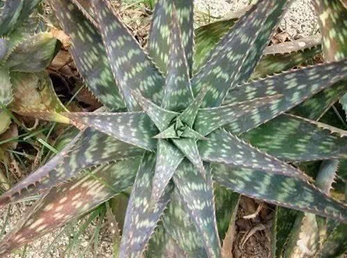 6.皂质芦荟——可用于医学和美容.