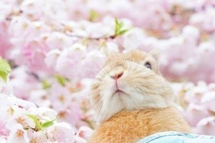 樱花与兔子~好美的仙女兔啊！。
