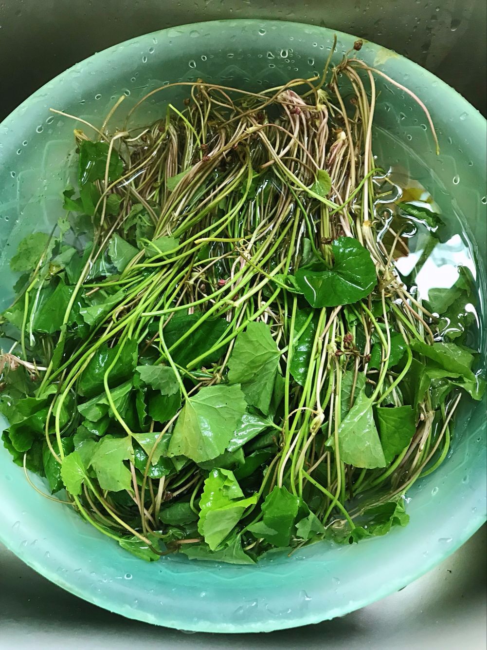 积雪草餐桌上的一道小清新