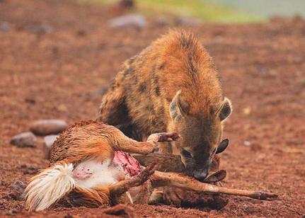 一个小小的羚羊被鬣狗给一招拿下在羚羊的身上开始肆意的狂吃了
