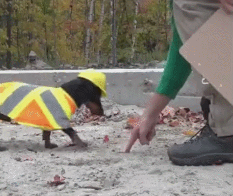 狗狗下工地干活,主人当监理,尽职刨地!