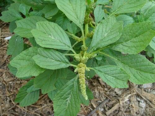 赛人参的野菜是天然的长寿菜,养肝排毒,你吃过吗?