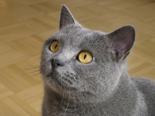科拉特猫和俄罗斯蓝猫图片