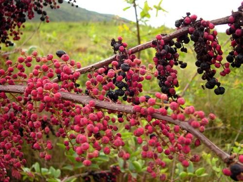 农村这种树小时候经常拿来捉鱼但切记不可食用