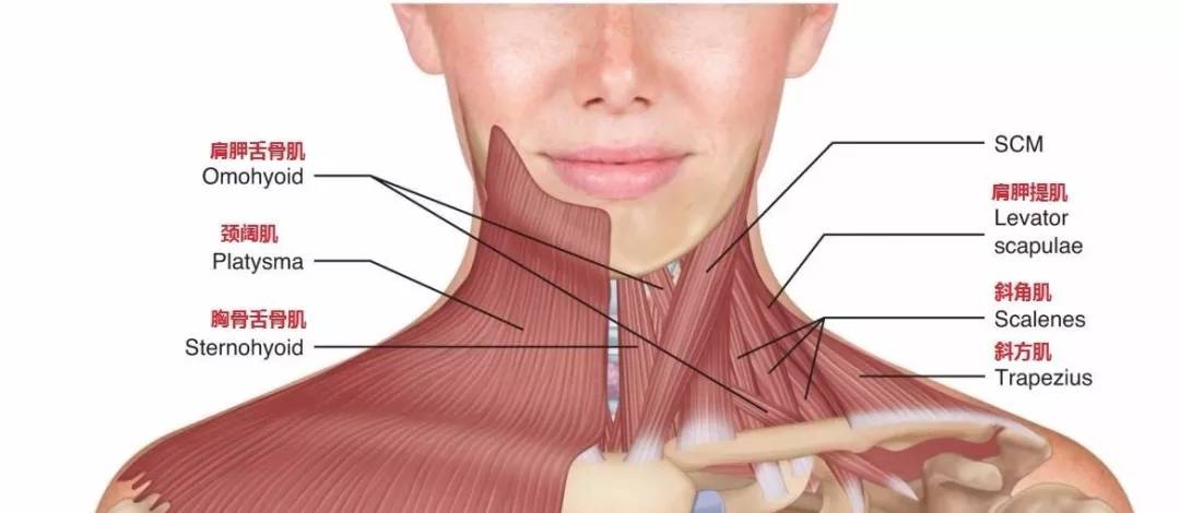一条毛巾就能解决|颈椎|颈部|肌肉_新浪新闻