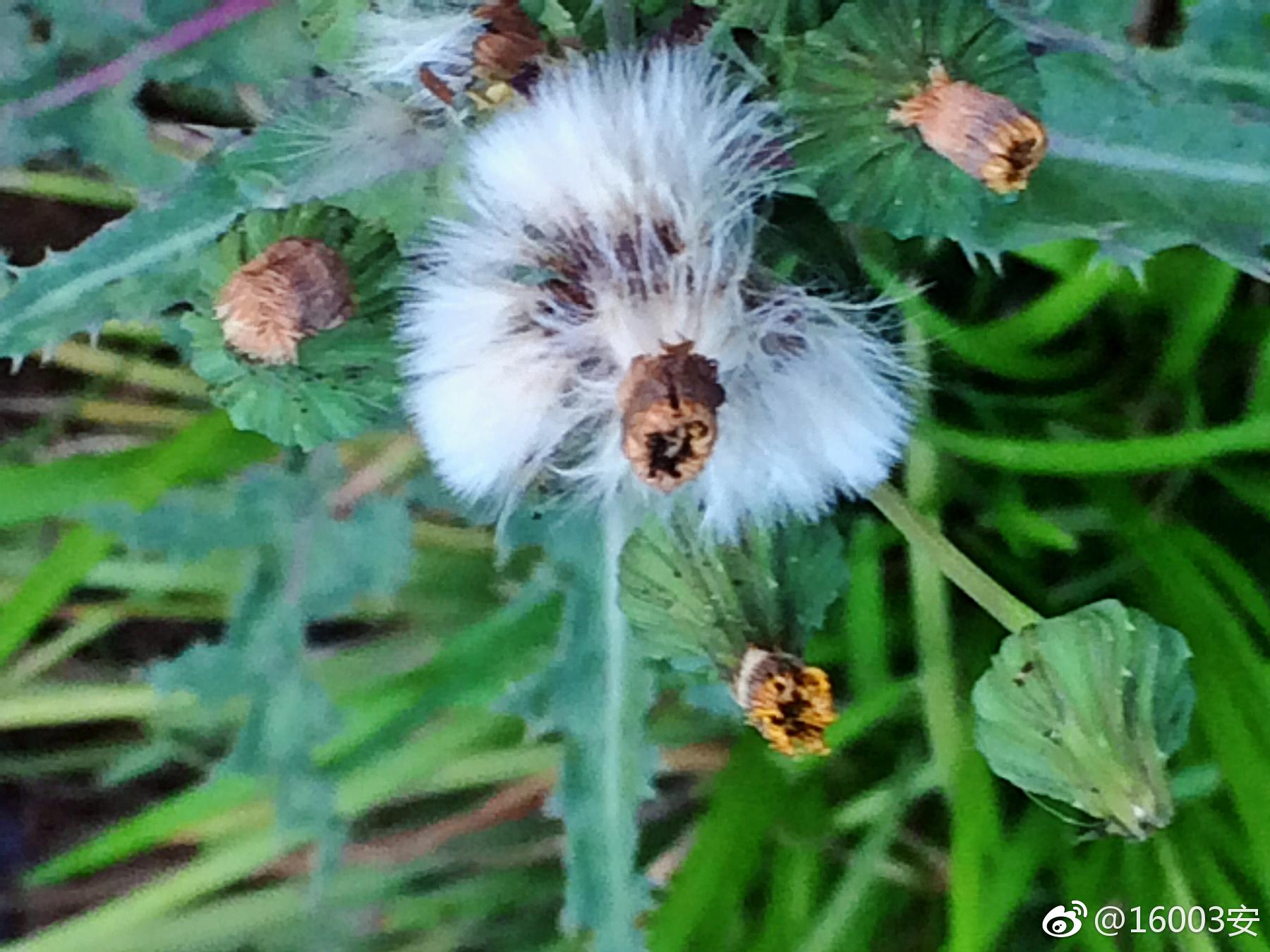 飛蓬蛛網新葉以及河畔揪著春天的尾巴開放的第一朵夾竹桃花