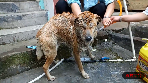 土狗跳进粪坑洗澡,弄得全身是粪,主人气的把它宰了吃狗肉