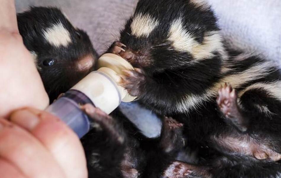 一男子捡到一窝小平头哥, 平头哥小时候太萌了|蜜獾|平头|可爱_新浪