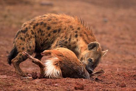 一个小小的羚羊被鬣狗给一招拿下在羚羊的身上开始肆意的狂吃了