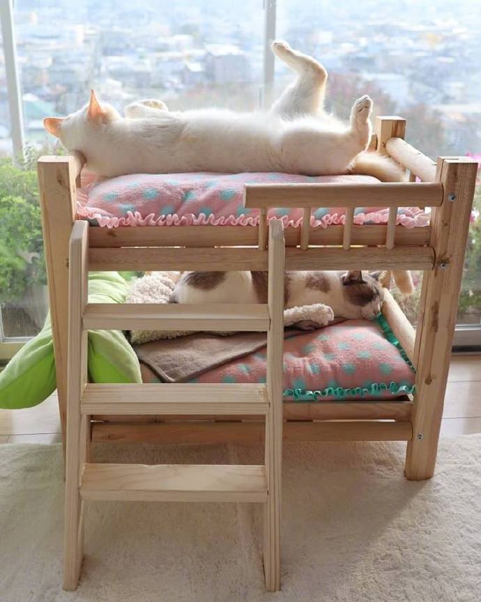 迷你床,一只猫一层,看着好治愈.