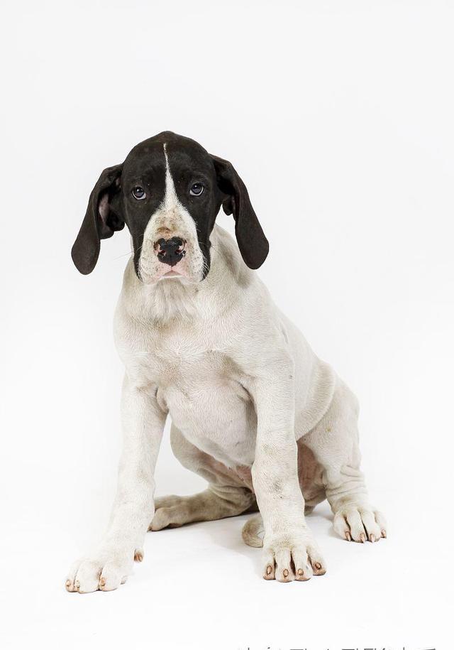 大丹犬幼犬训练中的注意事项