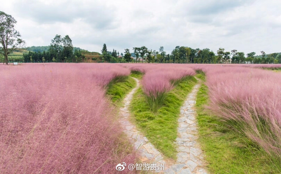 贵州安顺旧州蝶恋花海,与粉色的梦幻邂逅, 浪漫