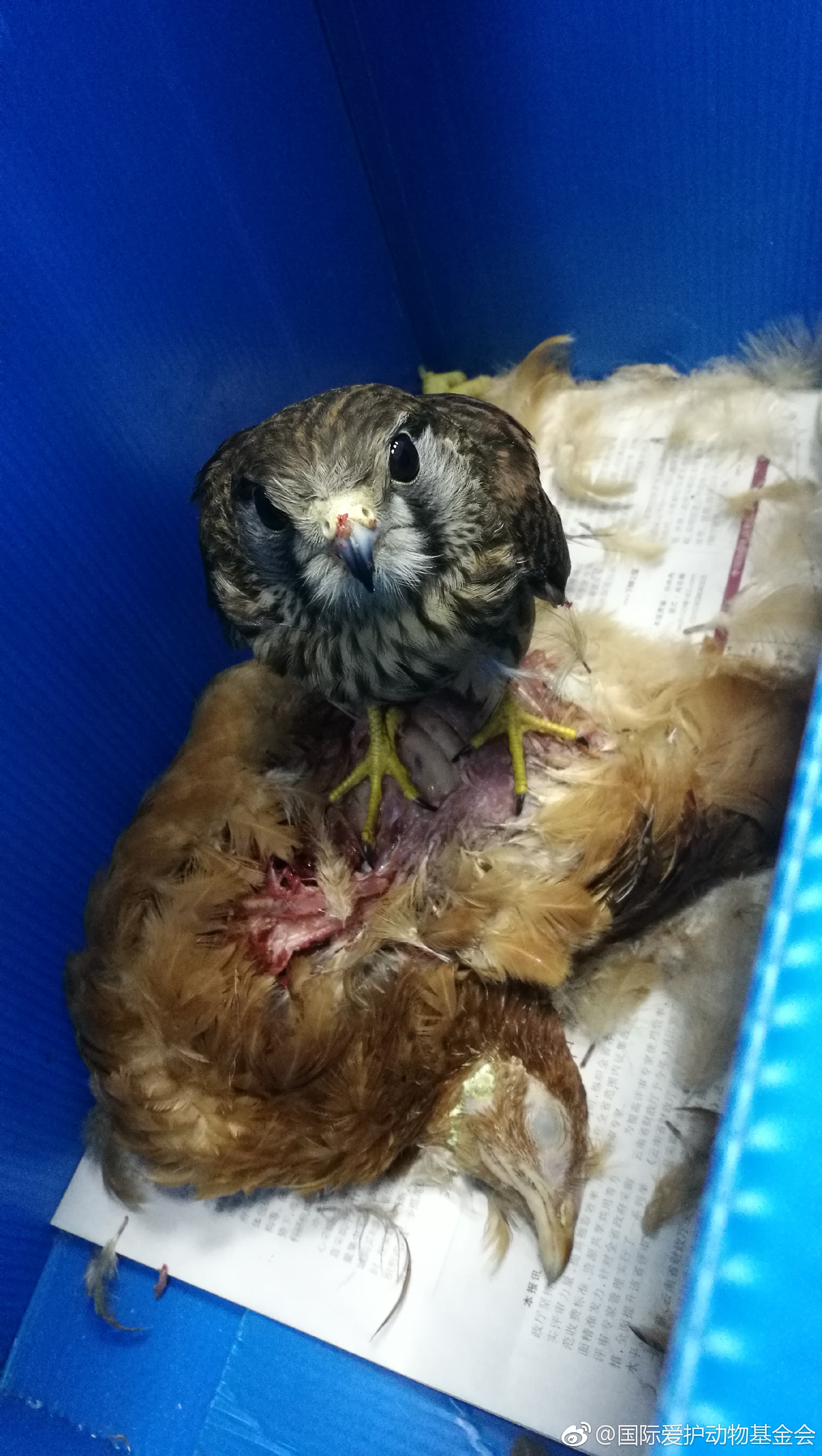 有点一言难尽,这只红隼是今年的幼鸟