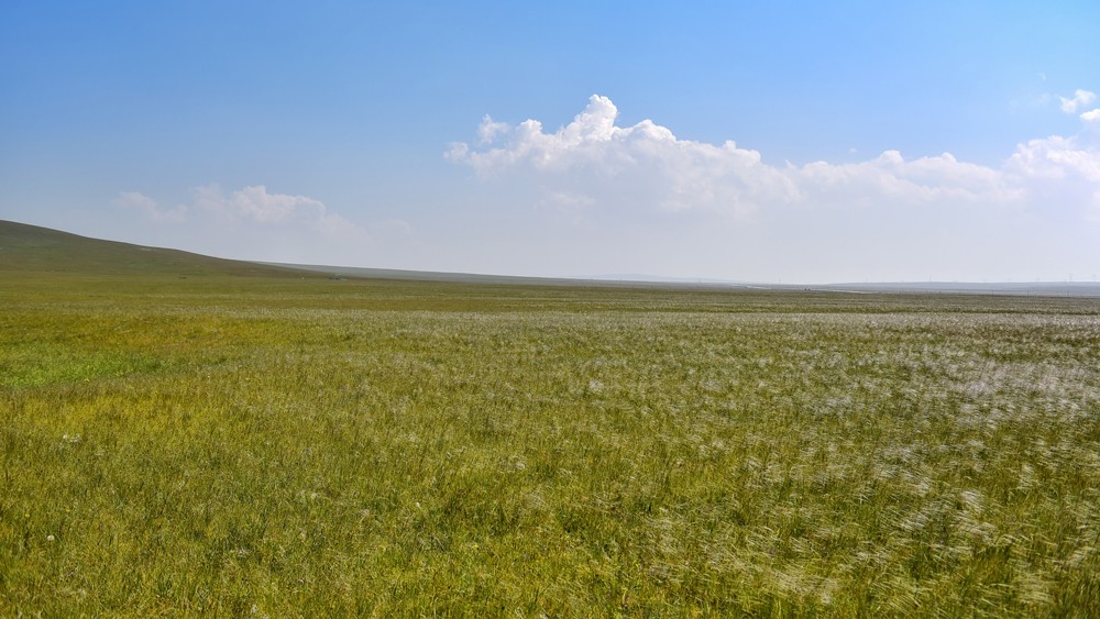 草原风儿.青海也不缺.各种风吹草低见牛羊