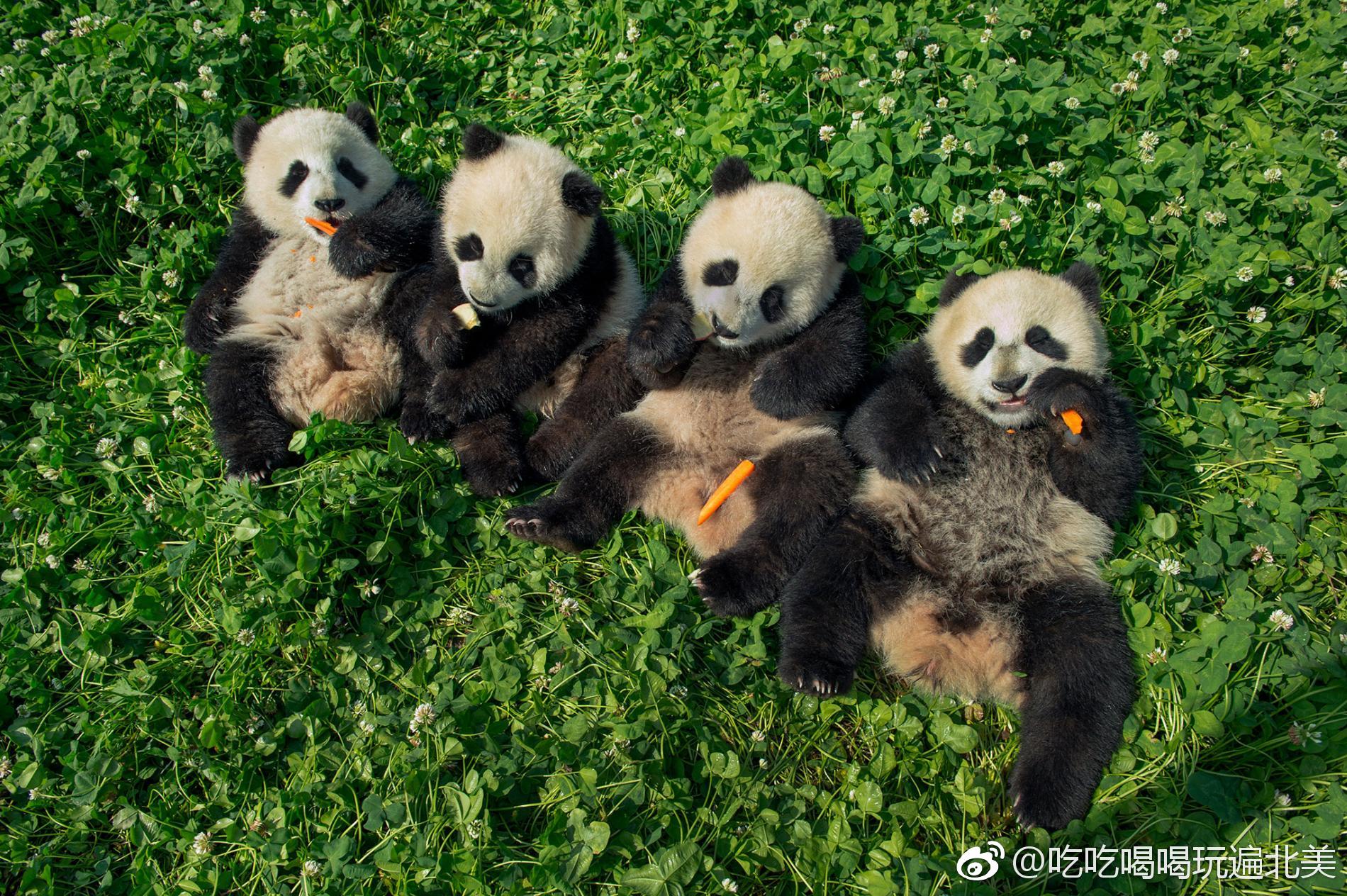 中国深山里野生滚滚有多皮?身经百战的战地记者都差点败给了它